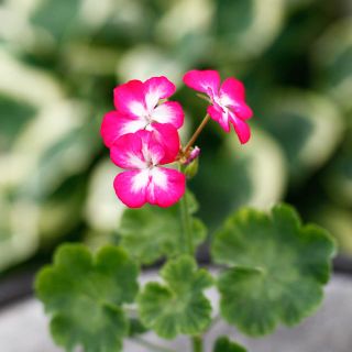 Pelargonium 'Rushmoor Mellow Tones' 8 cm