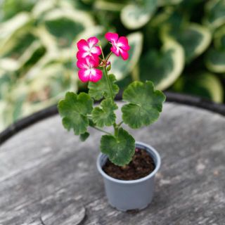 Pelargonium 'Rushmoor Mellow Tones' 8 cm