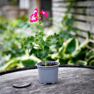 Pelargonium 'Rushmoor Mellow Tones' 8 cm
