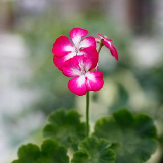 Pelargonium 'Rushmoor Mellow Tones' 8 cm