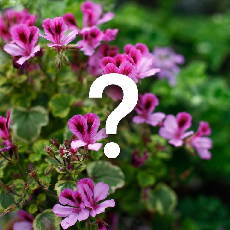 RÄDDA MIG paket med 4 st Pelargoner - 40% RABATT