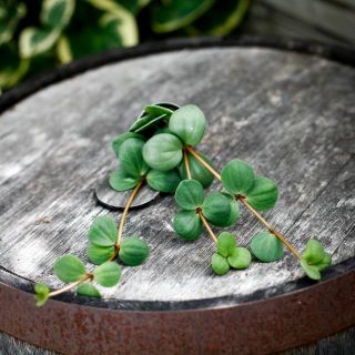Peperomia 'Hope' 6 cm