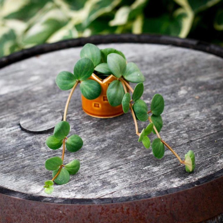 Peperomia 'Hope' 6 cm