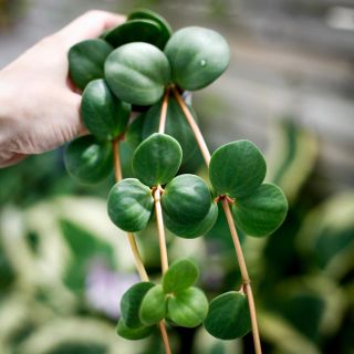 Peperomia 'Hope' 6 cm
