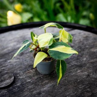 Philodendron 'Brazil' 6 cm