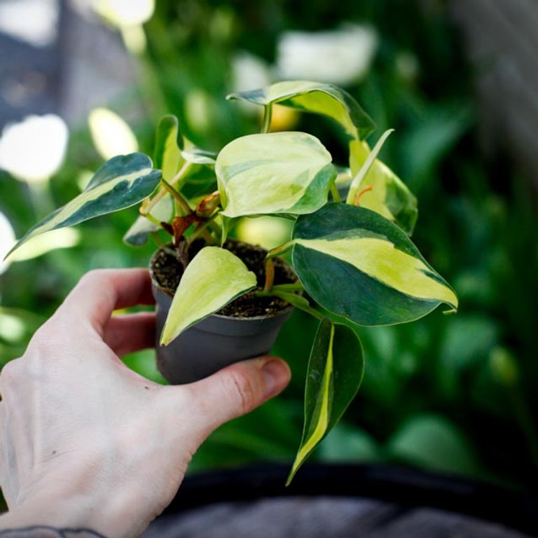 Philodendron 'Brazil' 6 cm