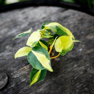 Philodendron 'Brazil' 6 cm