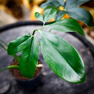 Philodendron 'Dino Feet' 12 cm