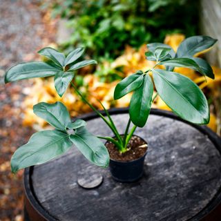 Philodendron 'Dino Feet' 12 cm
