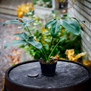 Philodendron 'Dino Feet' 12 cm