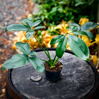 Philodendron 'Dino Feet' 12 cm