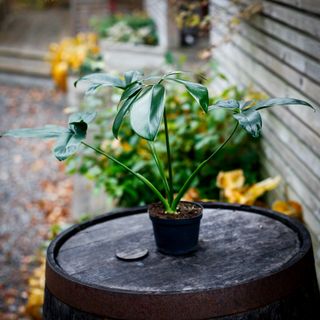 Philodendron 'Dino Feet' 12 cm