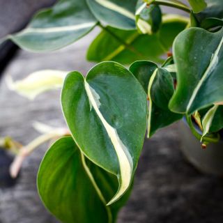 Philodendron hederacum 'Rio' 12 cm