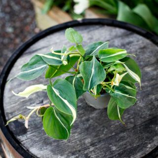 Philodendron hederacum 'Rio' 12 cm