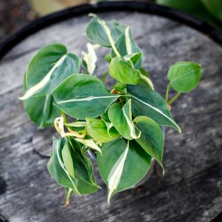 Philodendron hederacum 'Rio' 12 cm
