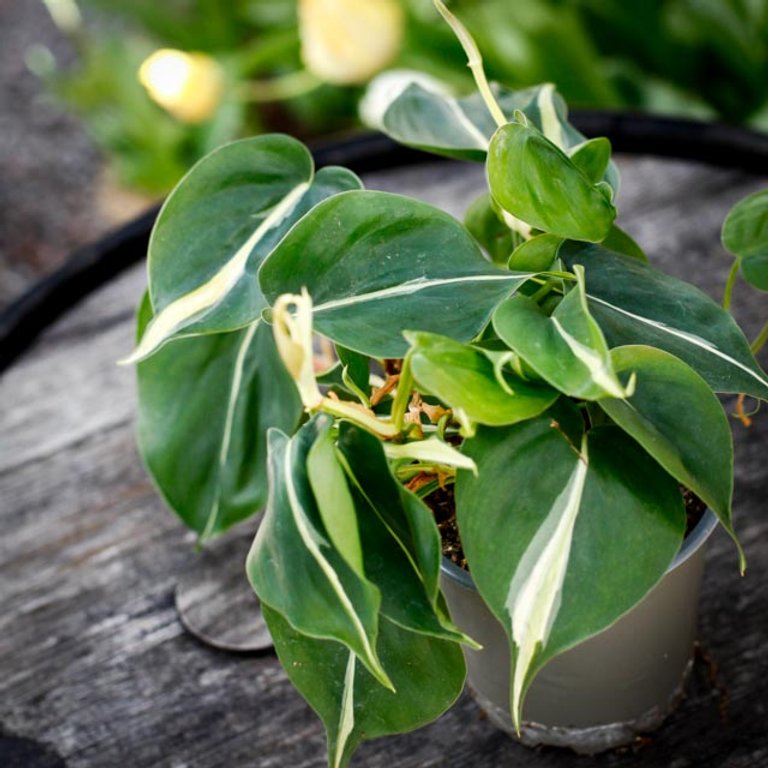 Philodendron hederacum 'Rio' 12 cm
