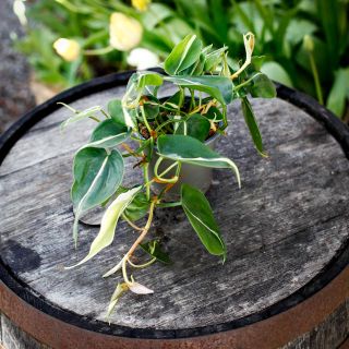 Philodendron hederacum 'Rio' 12 cm