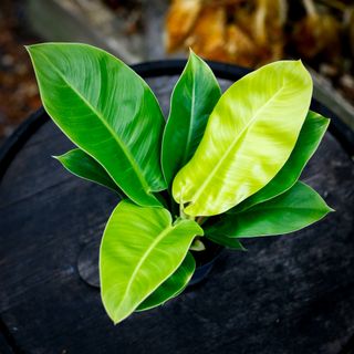Philodendron 'Moonlight' 13 cm