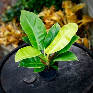 Philodendron 'Moonlight' 13 cm