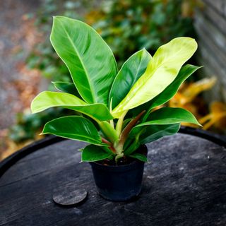 Philodendron 'Moonlight' 13 cm