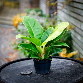 Philodendron 'Moonlight' 13 cm