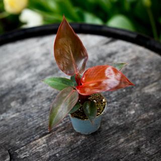 Philodendron 'Red Sun' 6 cm