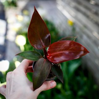 Philodendron 'Red Sun' 6 cm