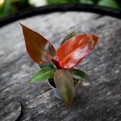 Philodendron Red Sun 6 cm