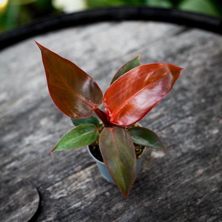 Philodendron 'Red Sun' 6 cm