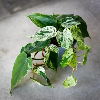 Philodendron scandens 'Variegata' 11 cm