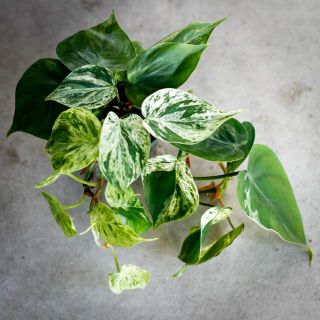 Philodendron scandens 'Variegata' 11 cm
