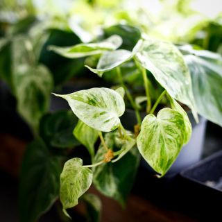 Philodendron scandens 'Variegata' 11 cm
