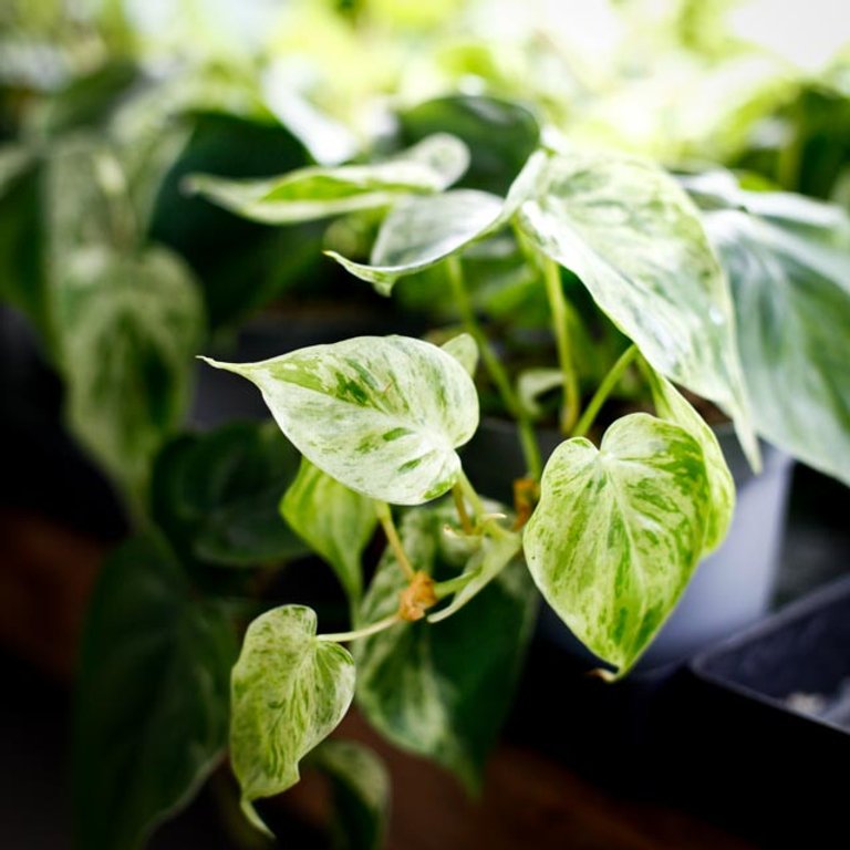Philodendron scandens 'Variegata' 11 cm