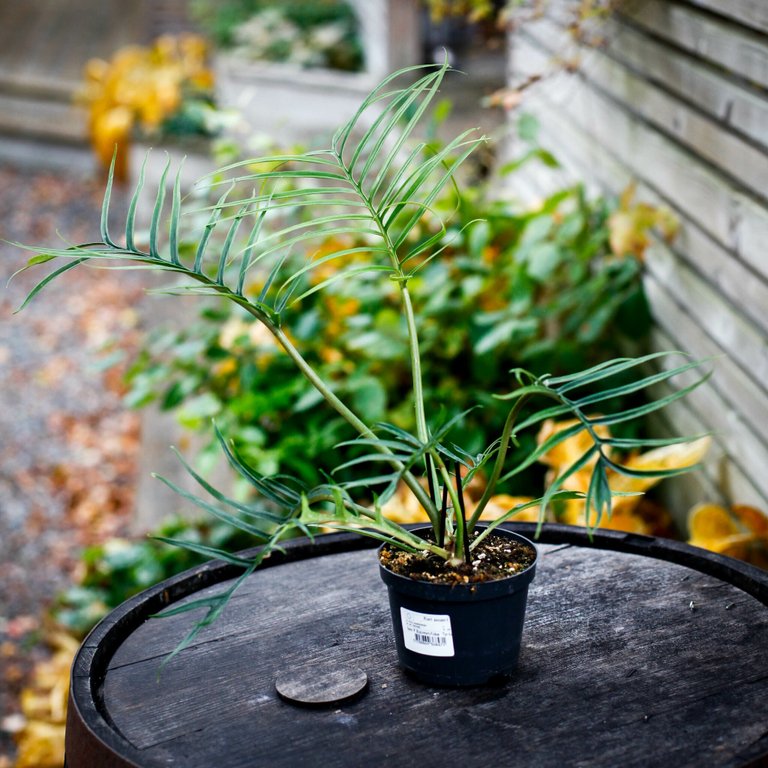 Philodendron tortum 12 cm