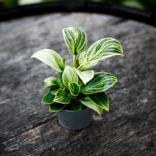 Philodendron 'White Veins' 6 cm