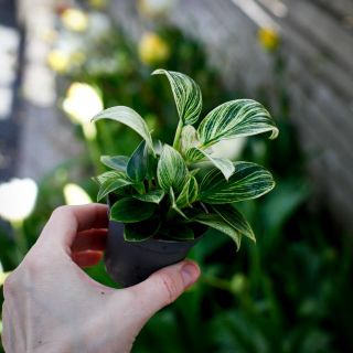 Philodendron 'White Veins' 6 cm
