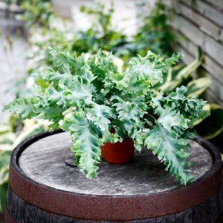 Phlebodium aureum 'Davana' - Hartassbräken 12 cm