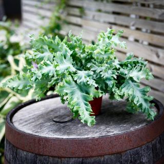 Phlebodium aureum 'Davana' - Hartassbräken 12 cm