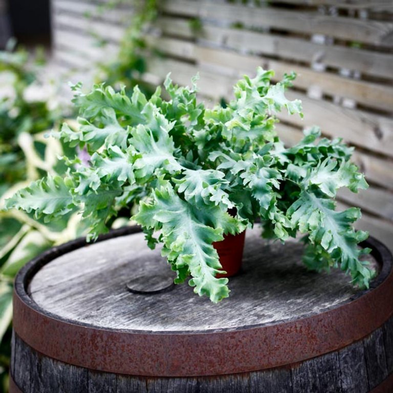 Phlebodium aureum 'Davana' - Hartassbräken 12 cm