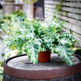 Phlebodium aureum 'Davana' - Hartassbräken 12 cm