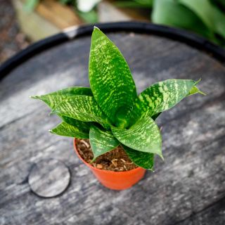 Sansevieria 'Hahnii' 12 cm