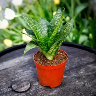 Sansevieria 'Hahnii' 12 cm