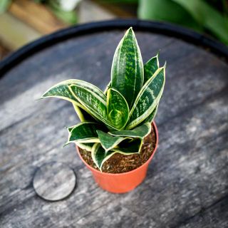 Sansevieria 'Hahnii' 12 cm
