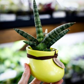 Sansevieria i hängande kruka