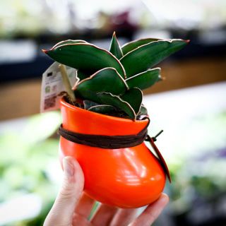 Sansevieria i hängande kruka