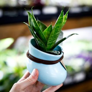 Sansevieria i hängande kruka