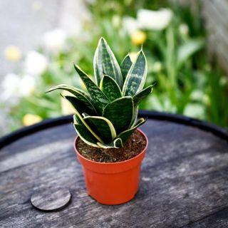 Sansevieria 'Hahnii' 12 cm