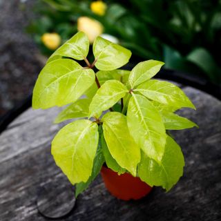 Schefflera 'Golden Amate' - Paraplyaralia 12 cm