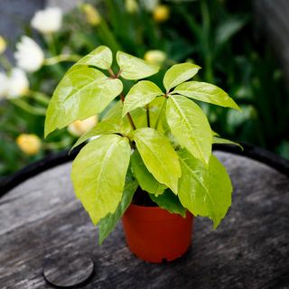 Schefflera 'Golden Amate' - Paraplyaralia 12 cm