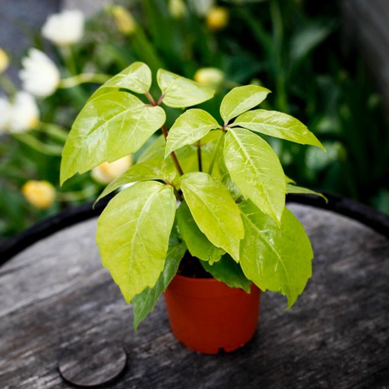 Schefflera 'Golden Amate' - Paraplyaralia 12 cm